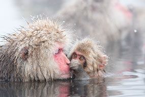 Jigokudani Wild Monkey Park