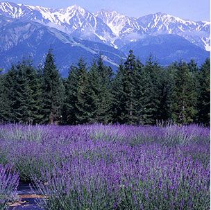 白馬の壮大な自然